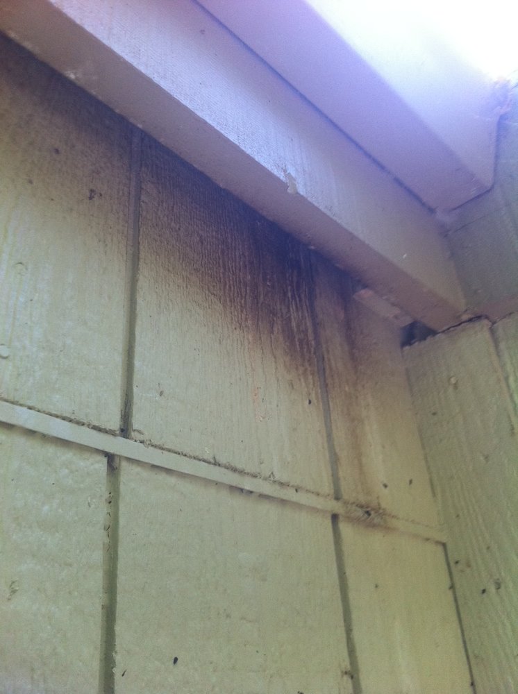 Bats nesting in a building. Notice the body oil marks on the wall.