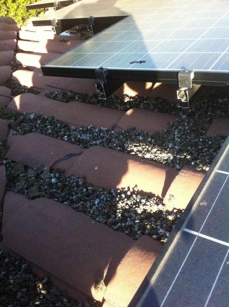 Pigeons Nesting Under Solar Panels